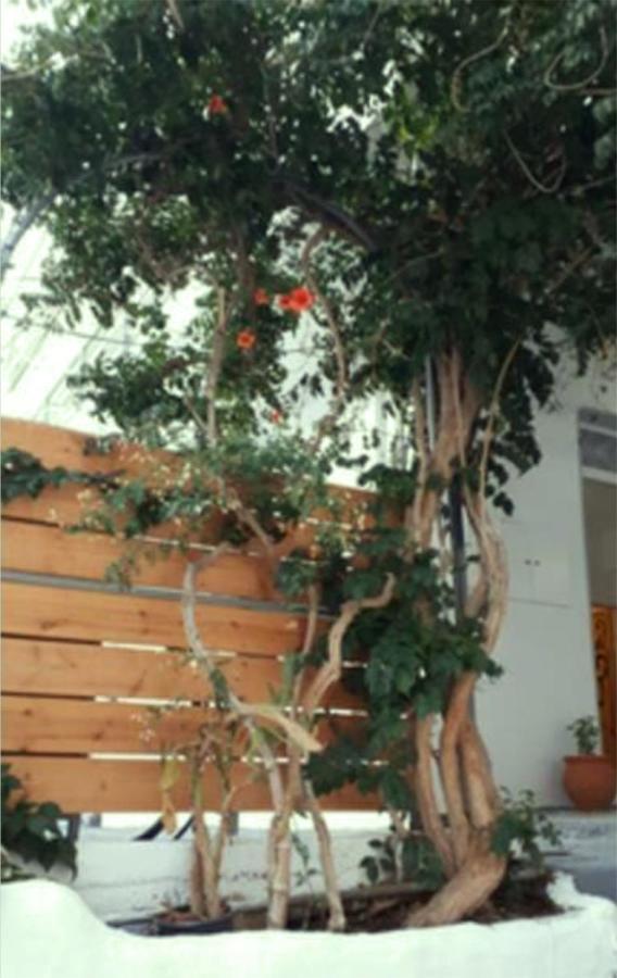 Appartement Despina Garden View à Agia Galini Extérieur photo